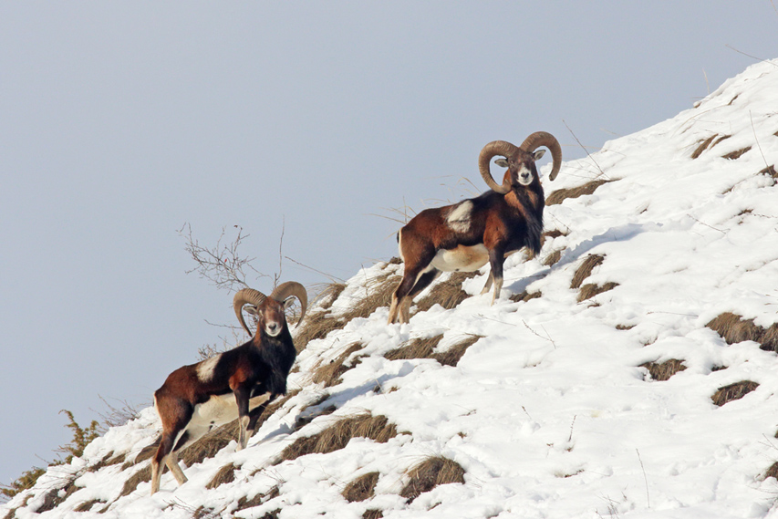 mouflons dans le queyras, julien arbez