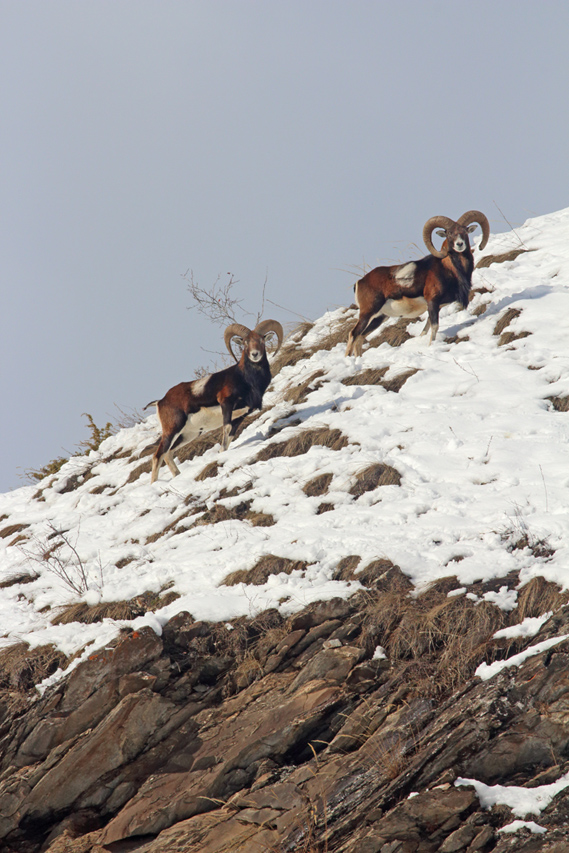 mouflons dans le queyras, julien arbez