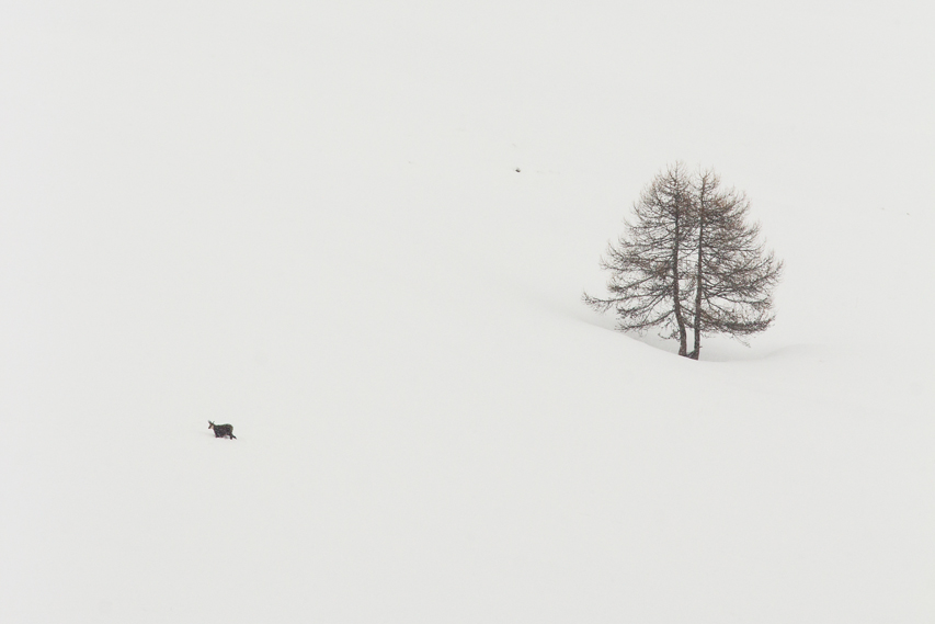 chamois dans le queyras, julien arbez