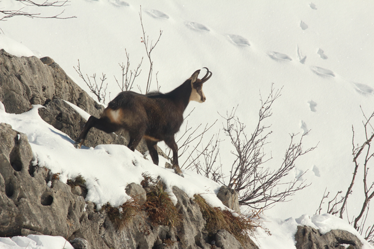 chamois dans les Aravis, julien arbez