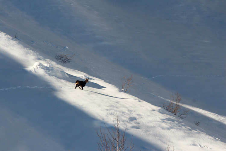 chamois dans les Aravis, julien arbez