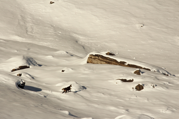 chamois, glace