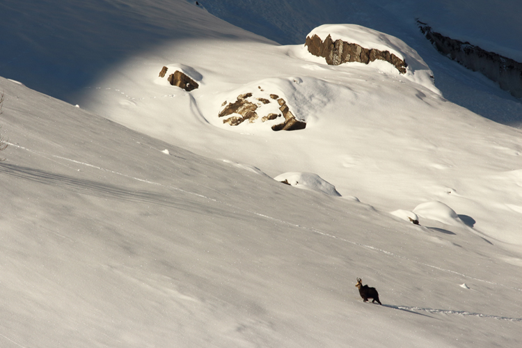 chamois dans les Aravis, julien arbez