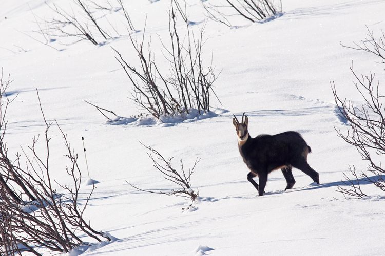 chamois dans les Aravis, julien arbez