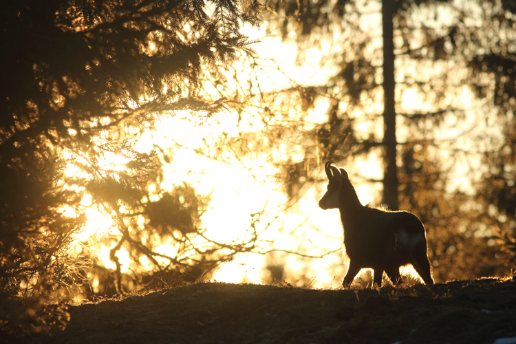 chamois, julien arbez