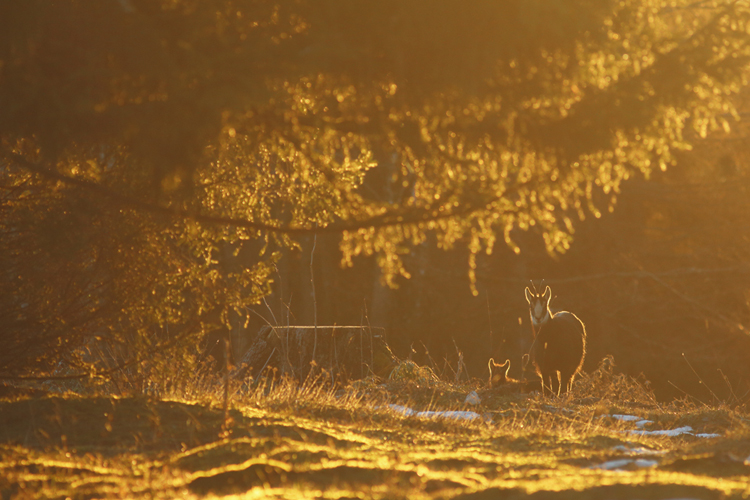 chamois, julien arbez