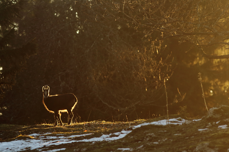 chamois, julien arbez