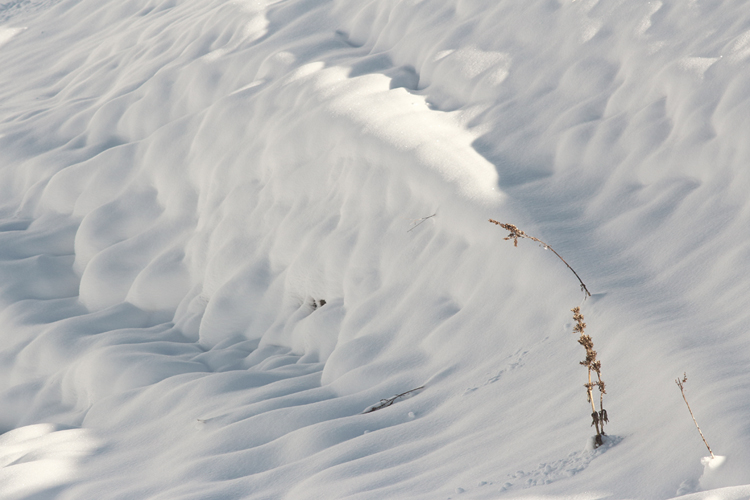 neige, julien arbez