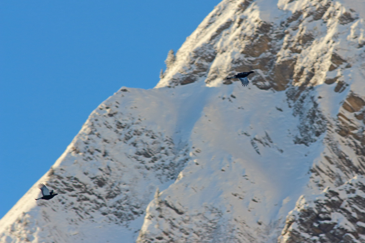 tétras-lyre, massif des aravis, julien arbez