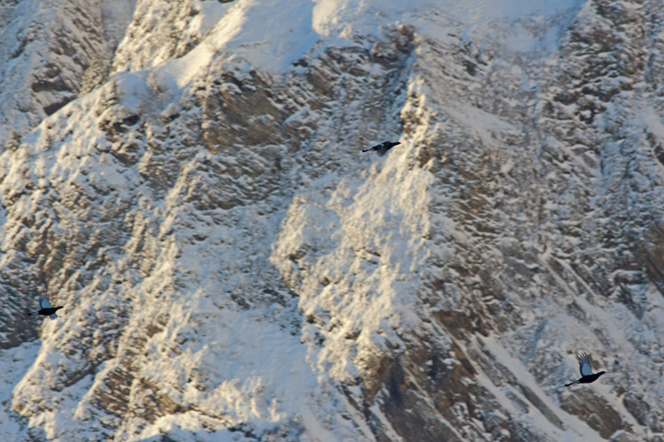 tétras-lyre, massif des aravis, julien arbez