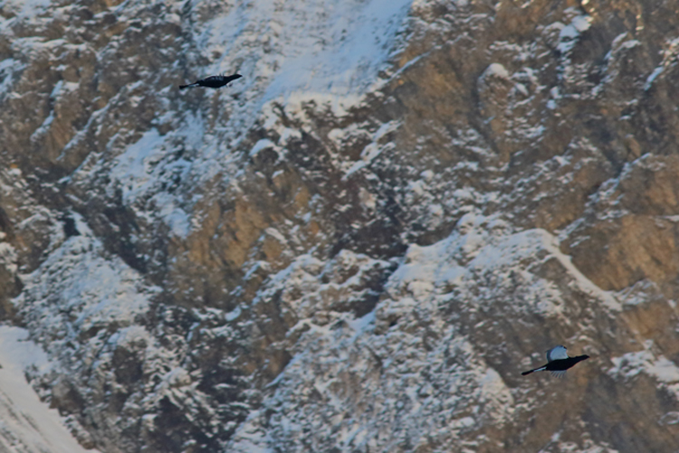 tétras-lyre, massif des aravis, julien arbez