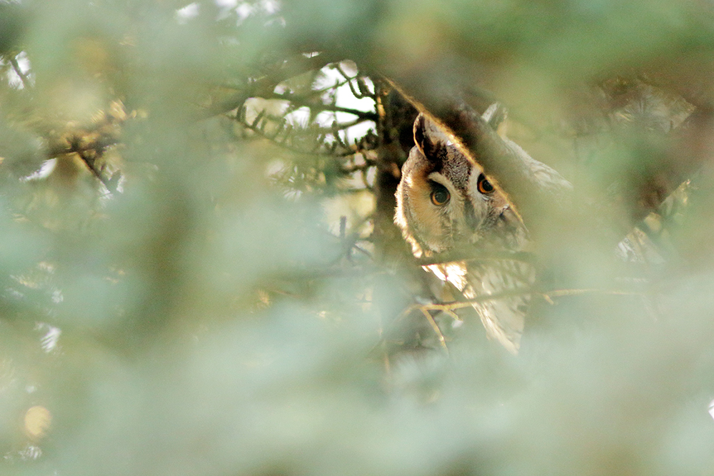 hibou moyen-duc au dortoir en hiver, jura