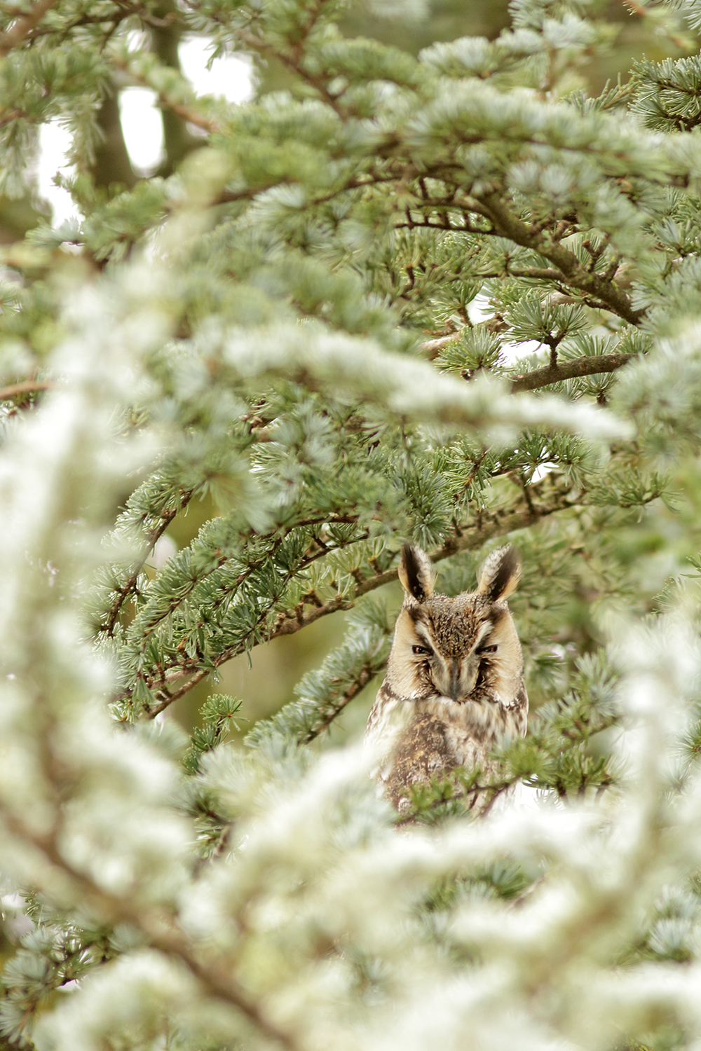 hibou moyen-duc au dortoir en hiver, jura