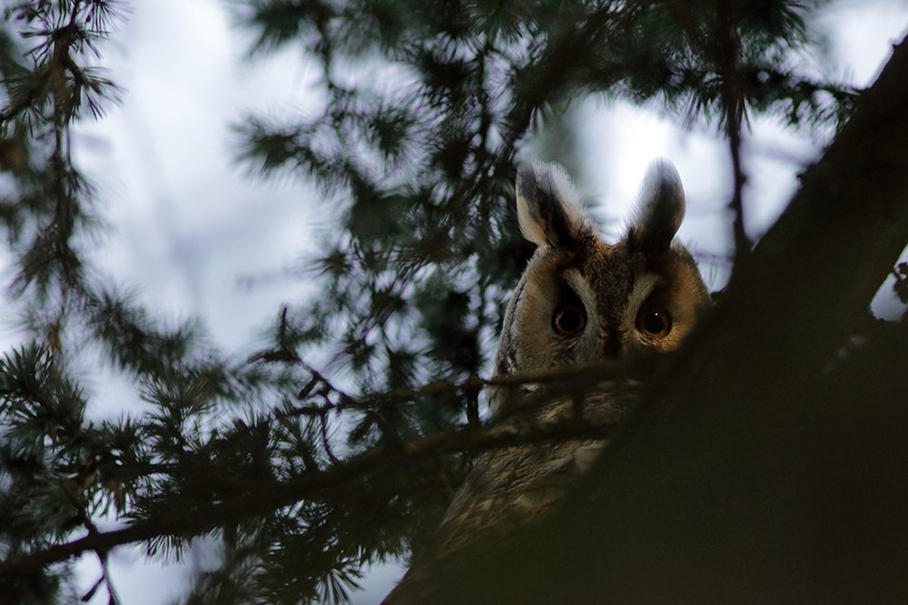 hibou moyen-duc au dortoir en hiver, jura