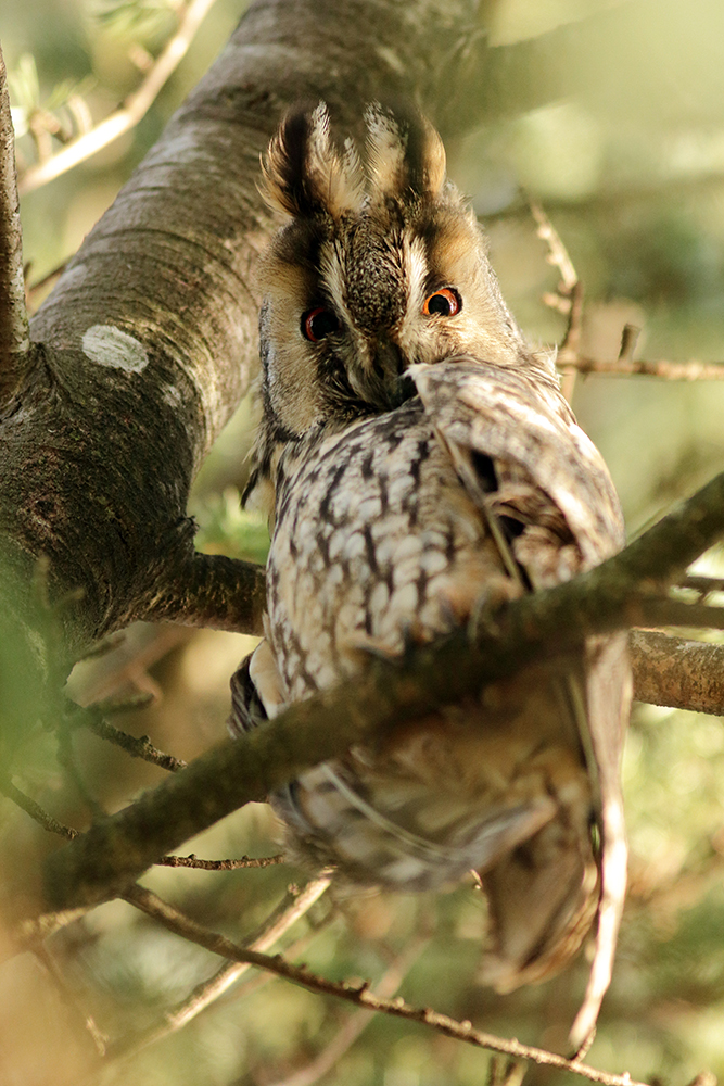 hibou moyen-duc au dortoir en hiver, jura