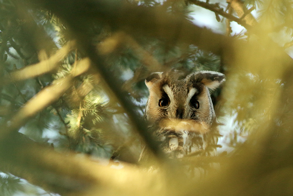 hibou moyen-duc au dortoir en hiver, jura