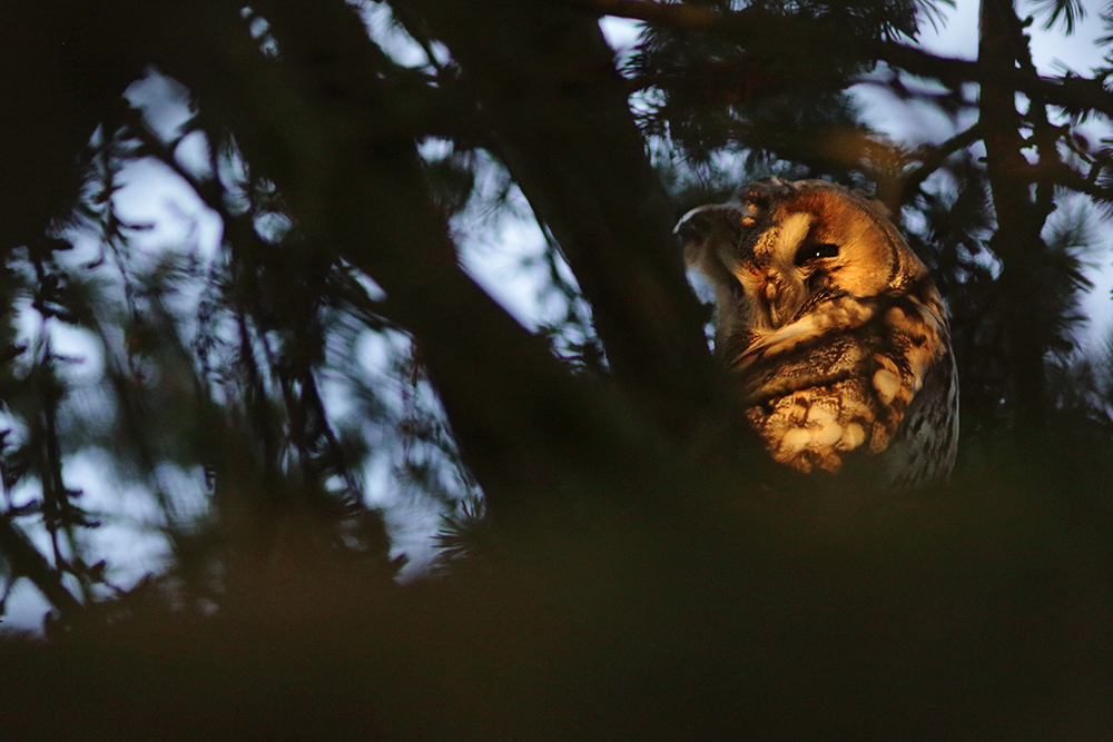 hibou moyen-duc au dortoir en hiver, jura