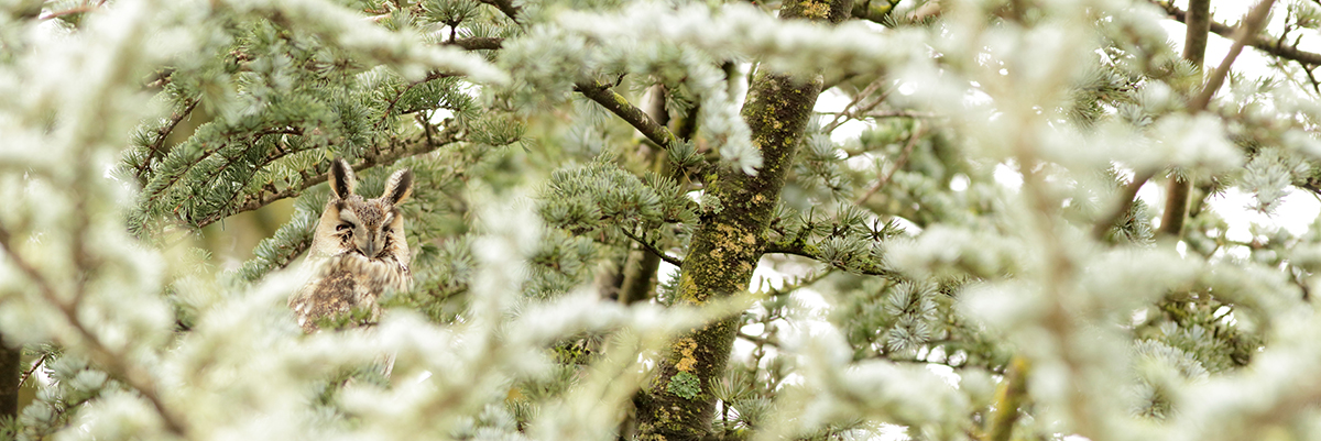 hibou moyen-duc au dortoir en hiver, jura