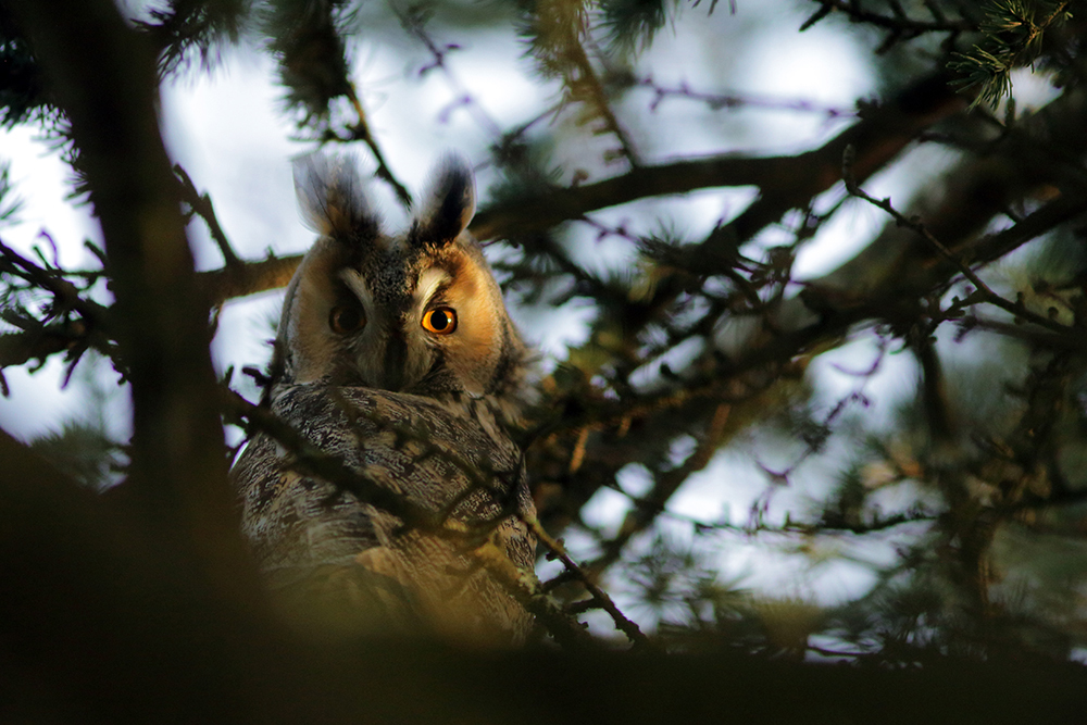 hibou moyen-duc au dortoir en hiver, jura