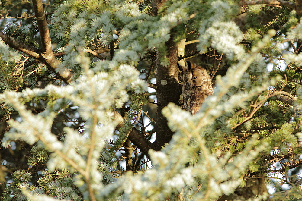 hibou moyen-duc au dortoir en hiver, jura