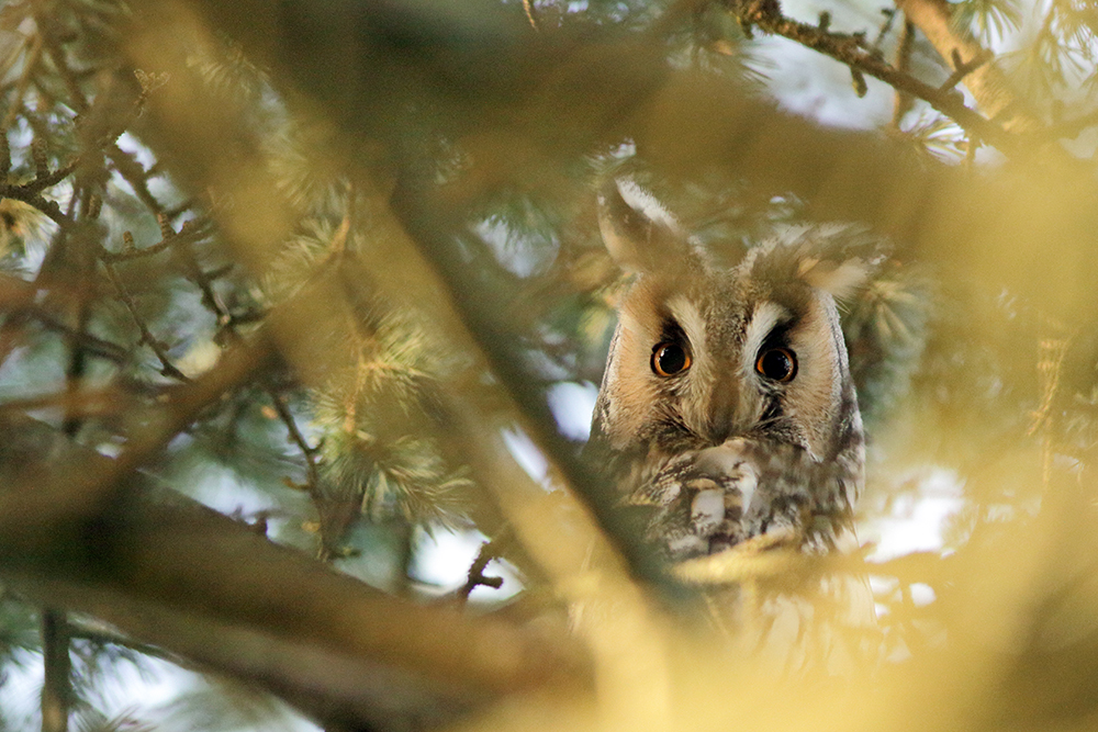 hibou moyen-duc au dortoir en hiver, jura