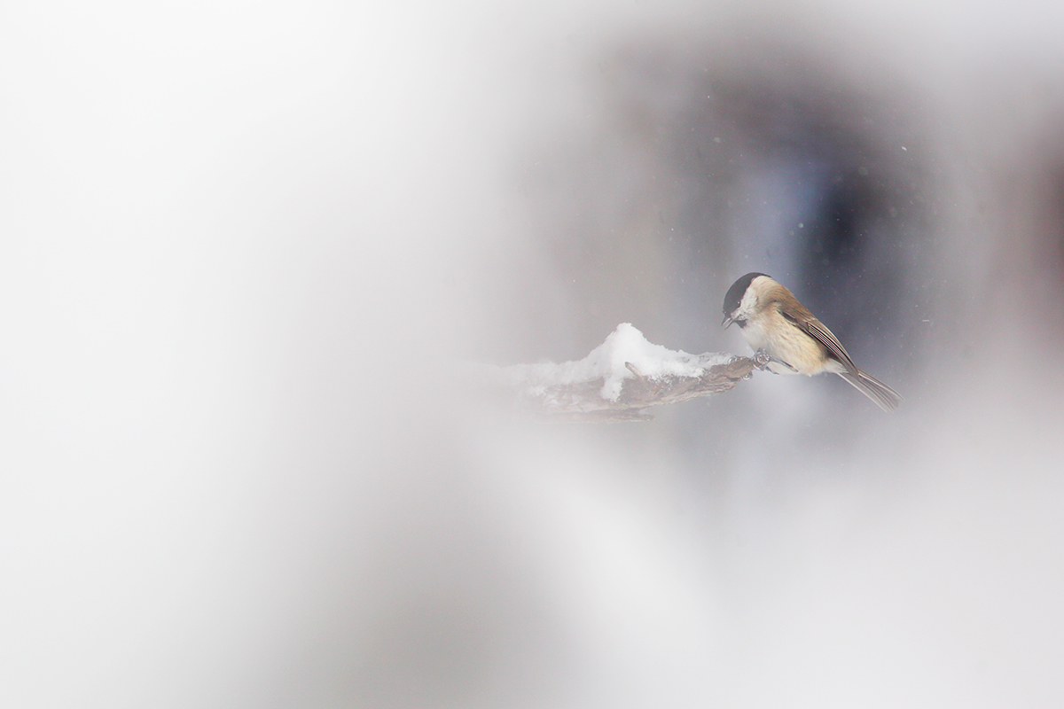 mésange nonnette hiver