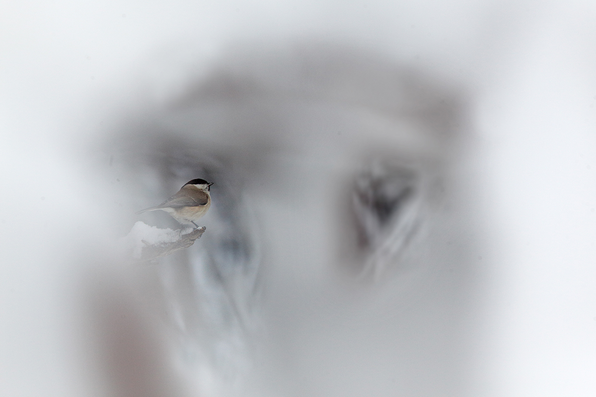 mésange nonnette hiver