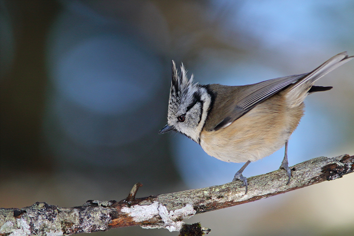 mésange huppée hiver