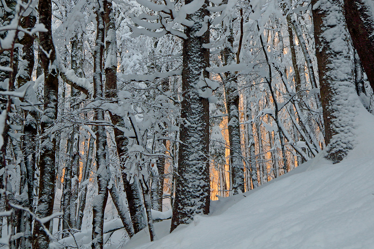 foret hiver lever du soleil