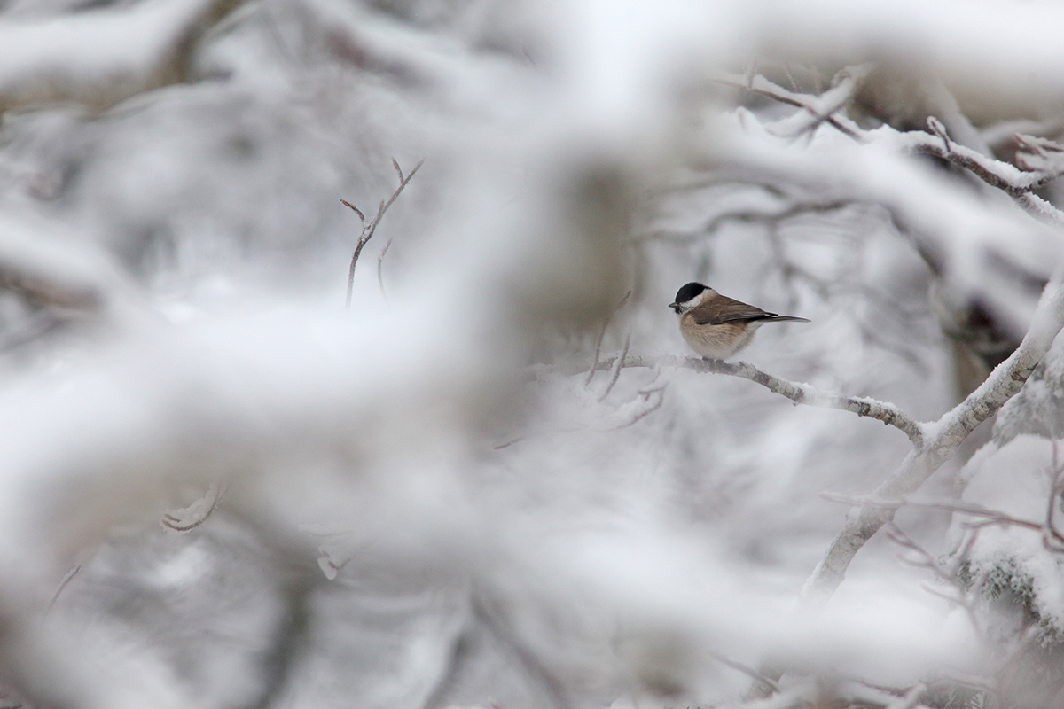 mésange nonette hiver