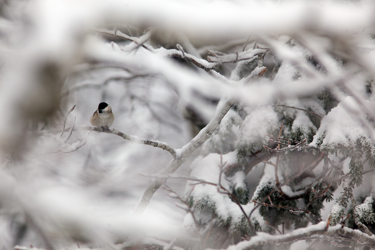 mésange nonette hiver