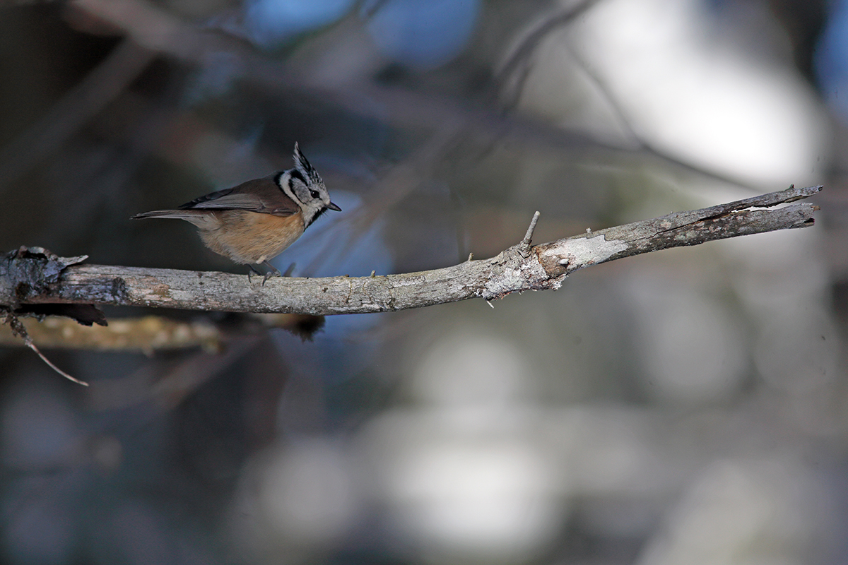 mésange huppée hiver