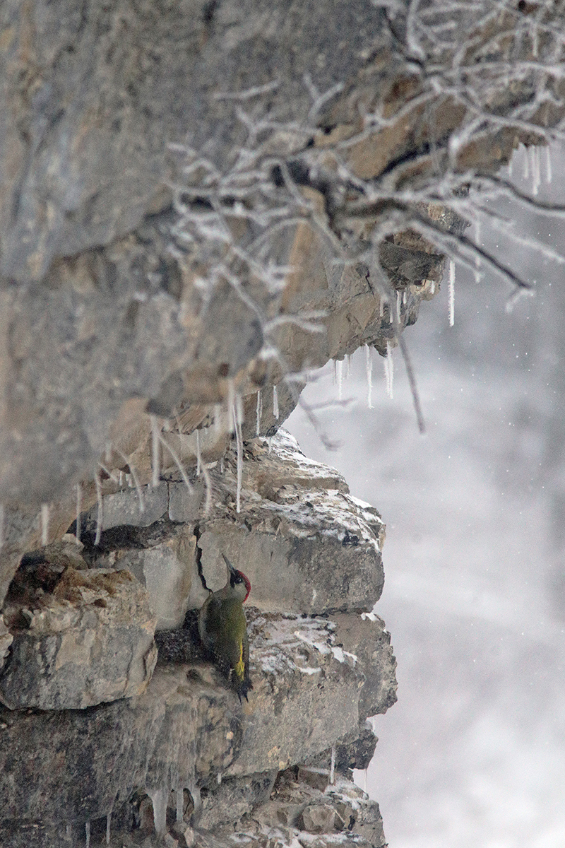 pivert falaise hiver