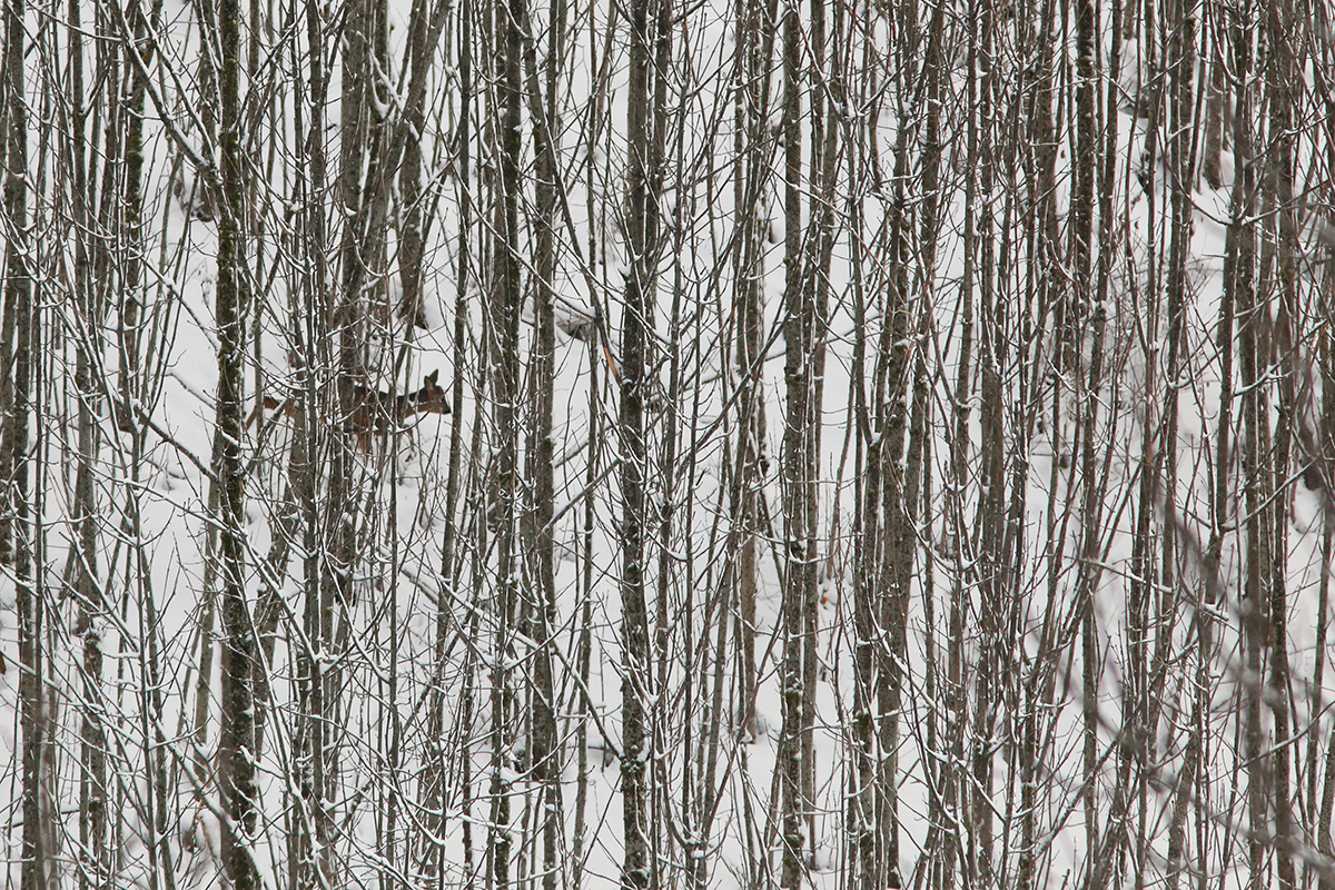 chevreuils hiver