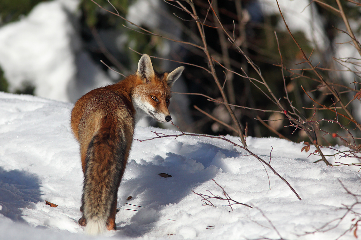 renard hiver jura