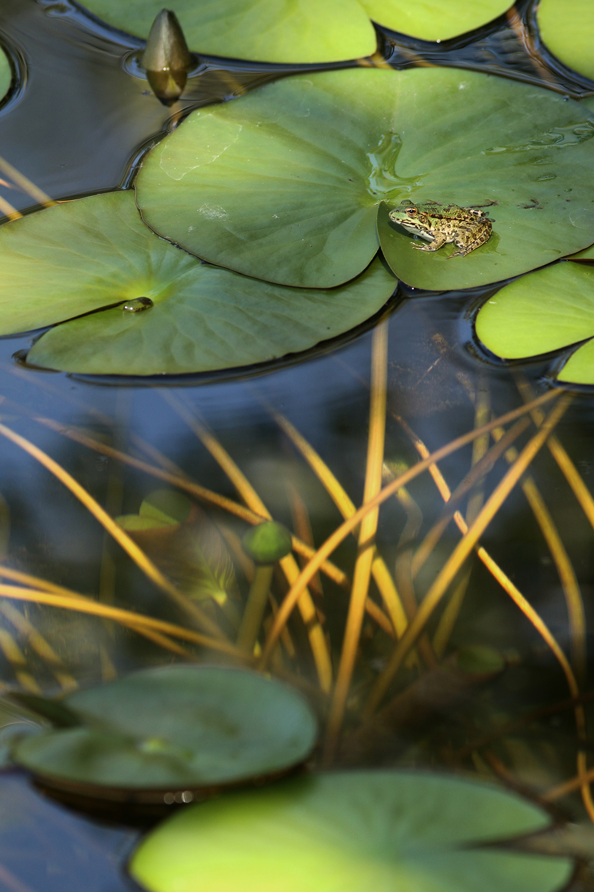 grenouille verte petite