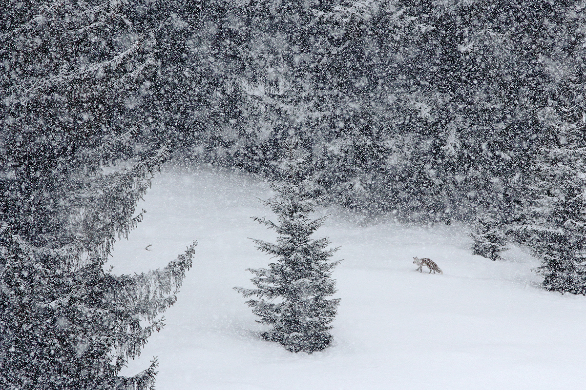 renard chutes de neige