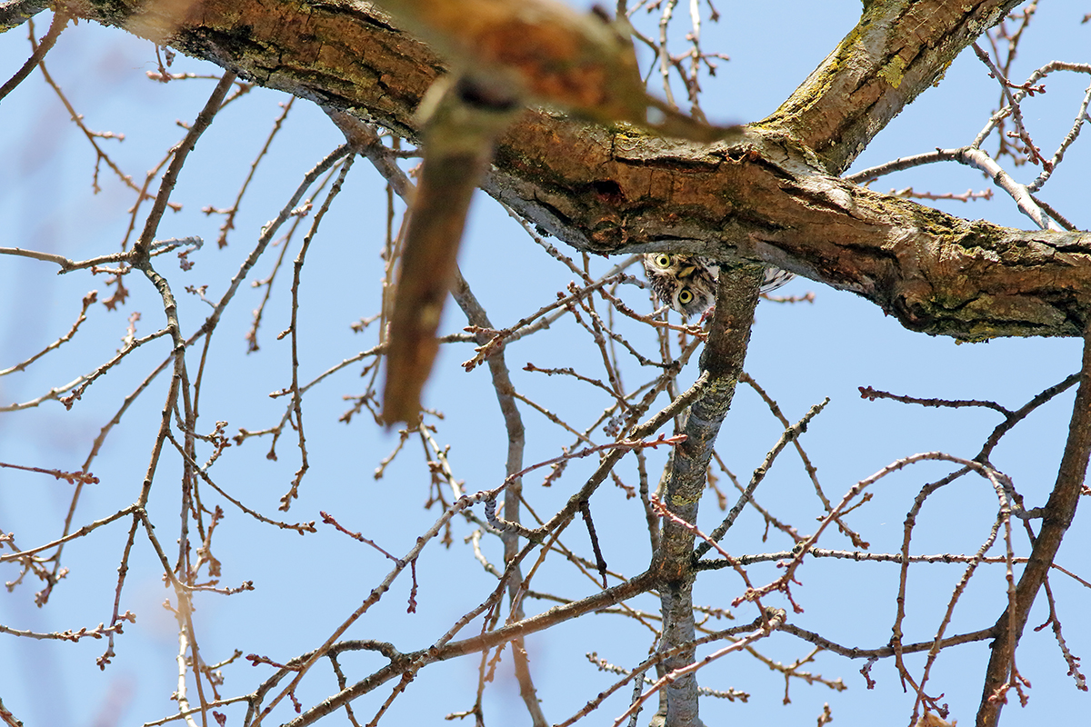 chouette cheveche printemps