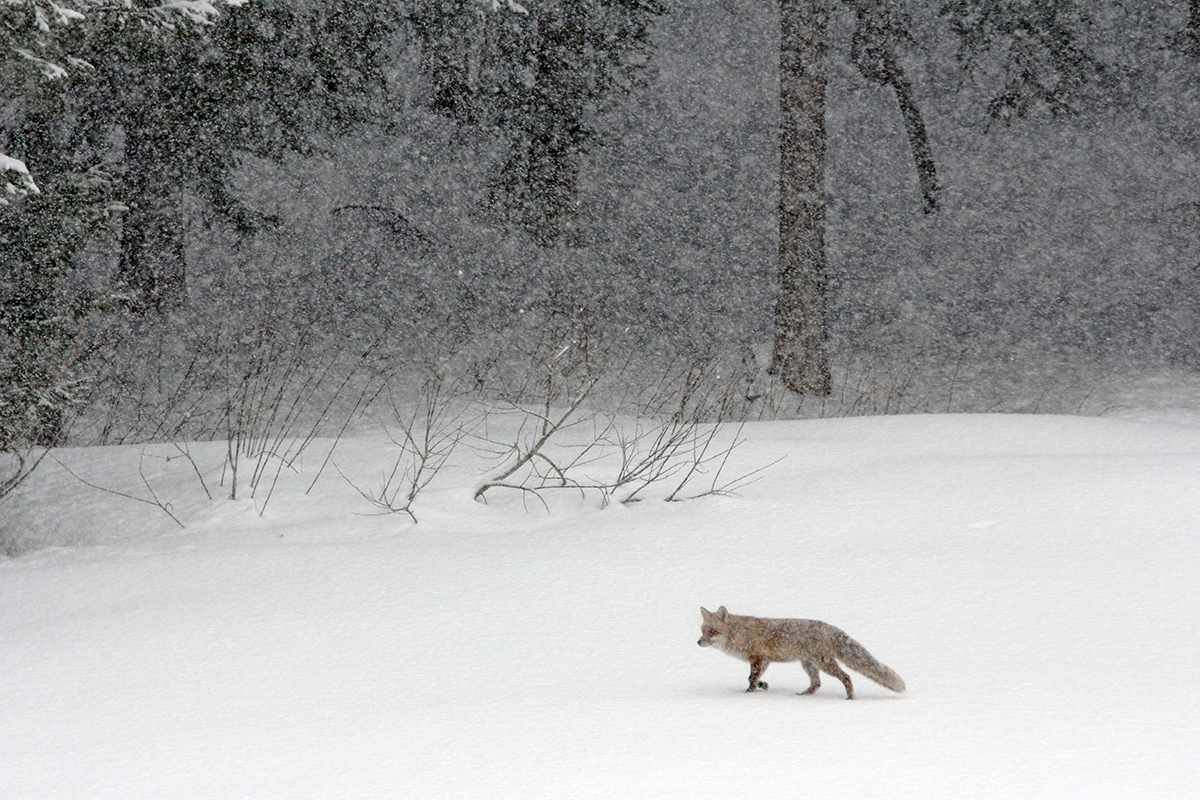 renard chutes de neige