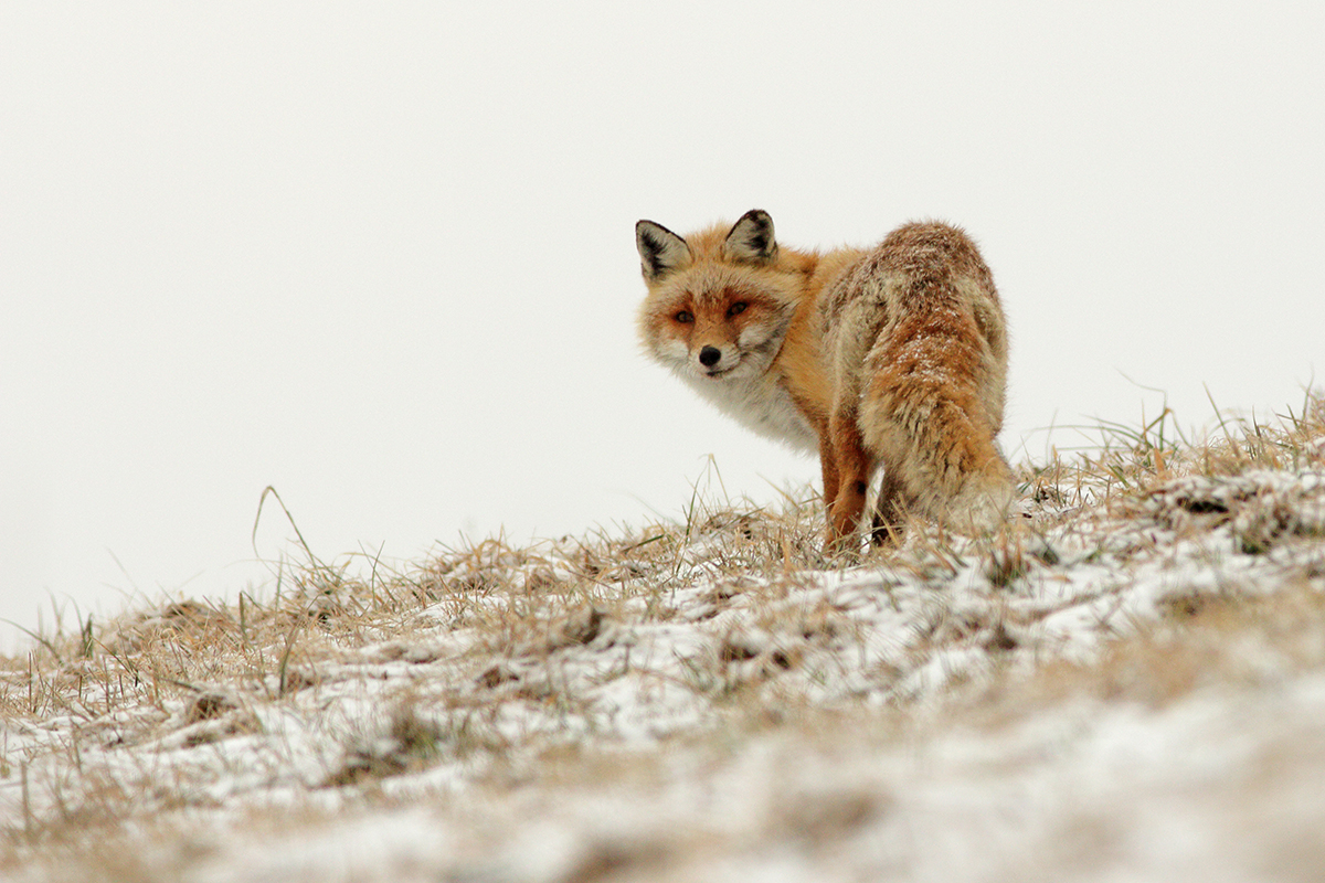 renard haut-jura