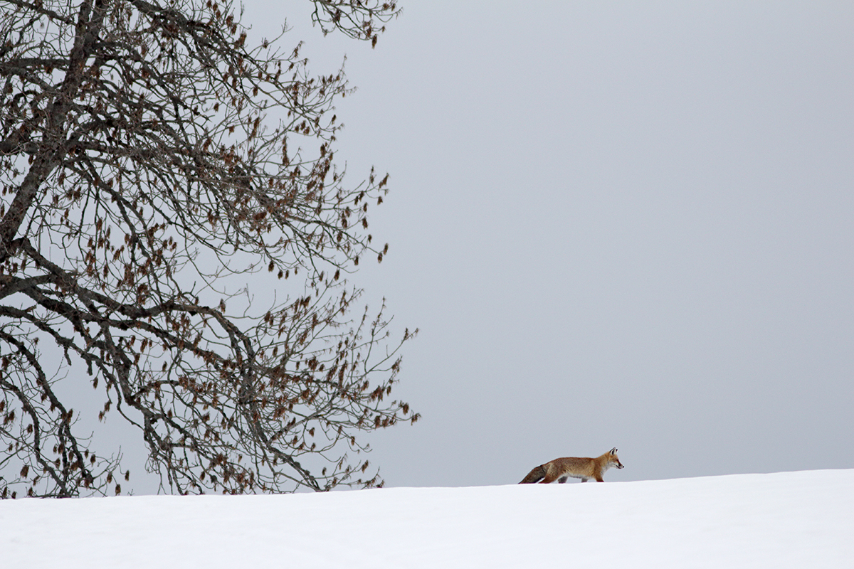 renard haut-jura