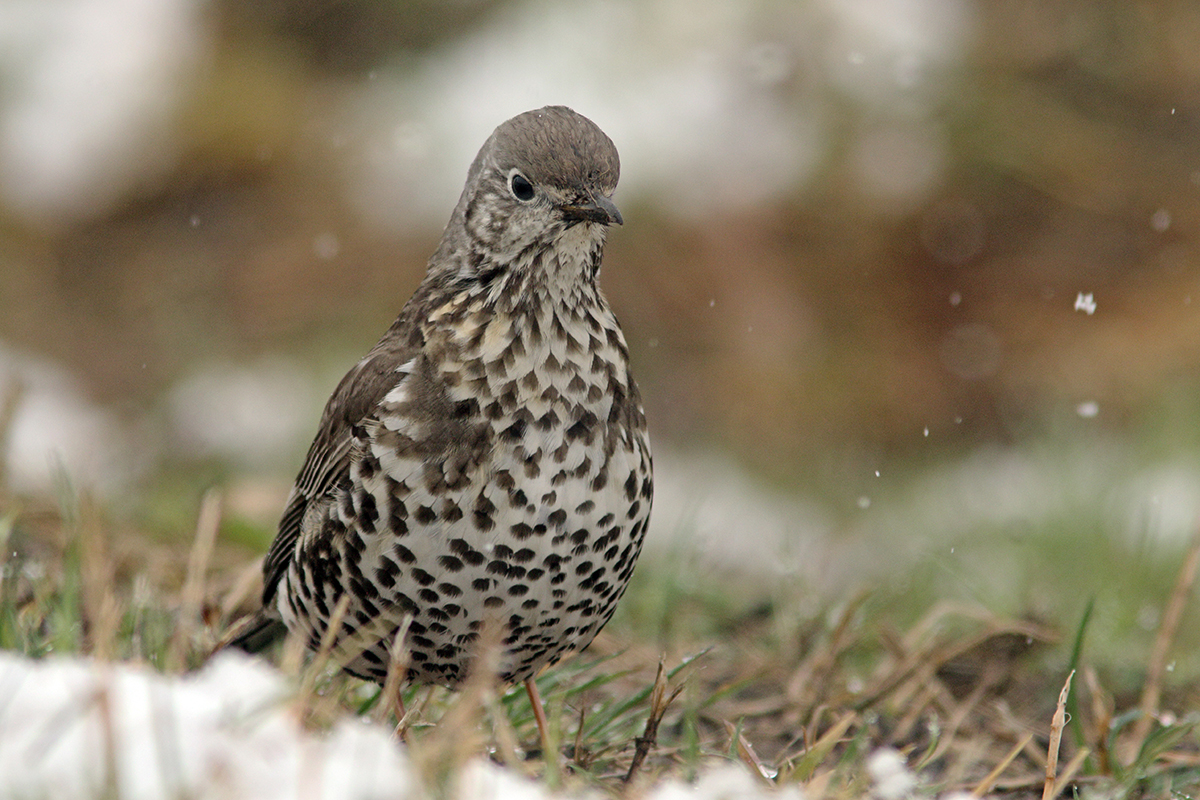 grives sous la neige jura