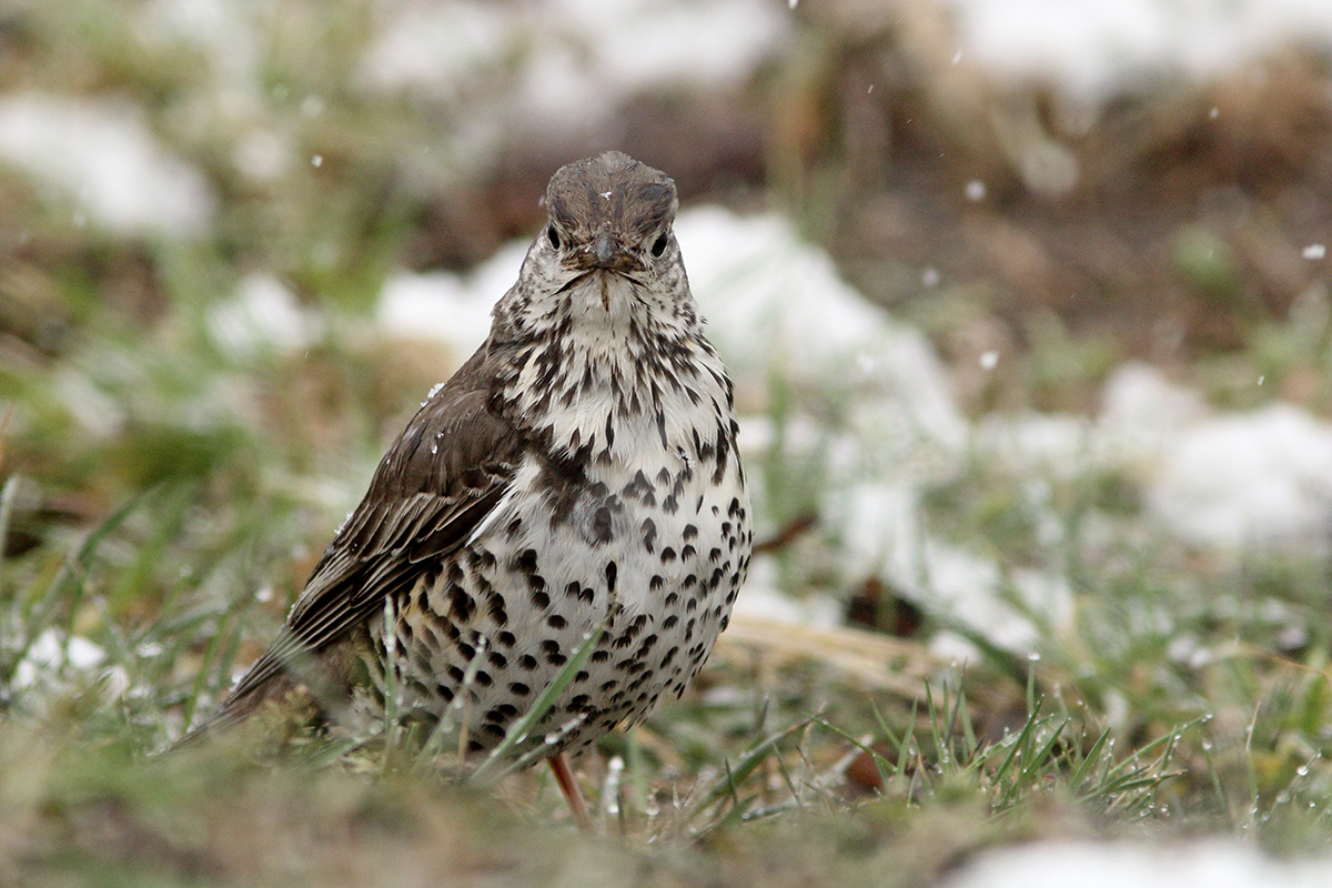 grives sous la neige jura