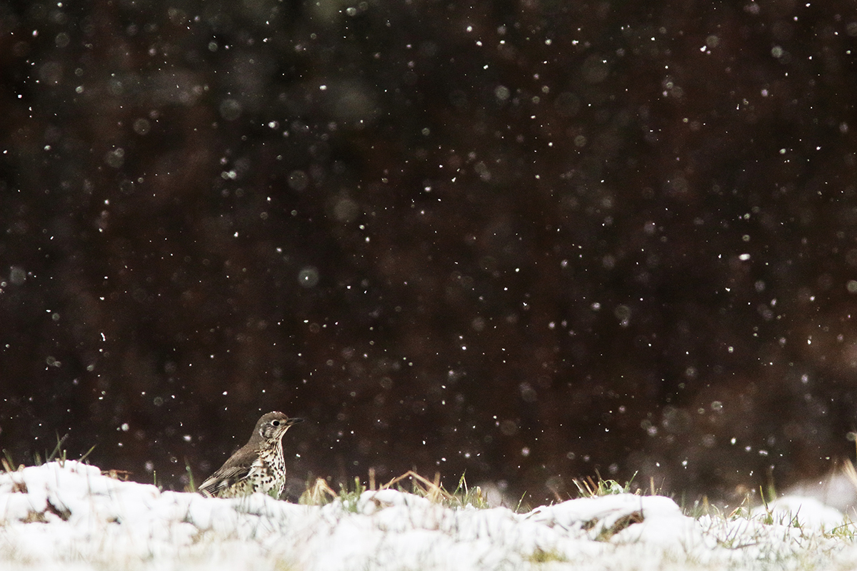 grives sous la neige jura