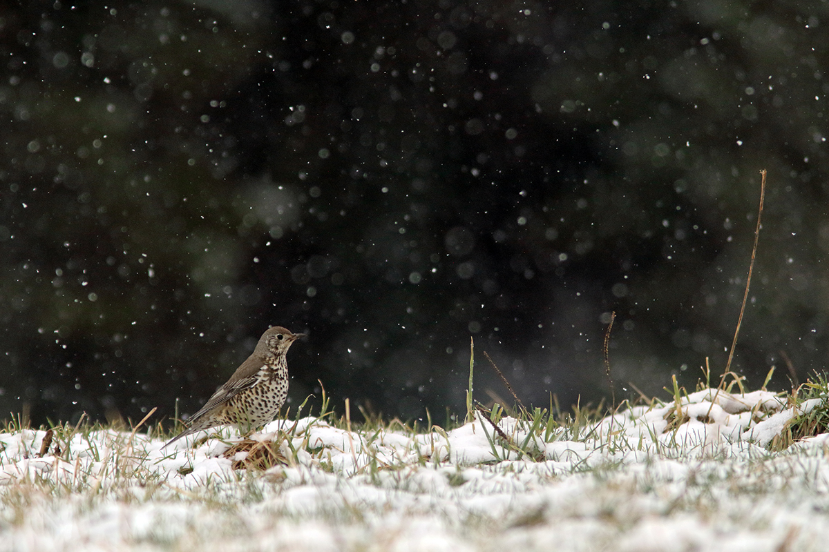 grives sous la neige jura