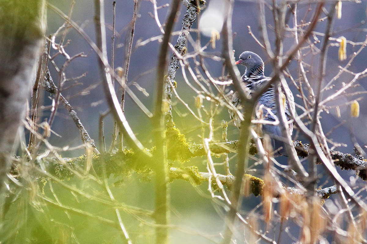 pigeons ramier jura