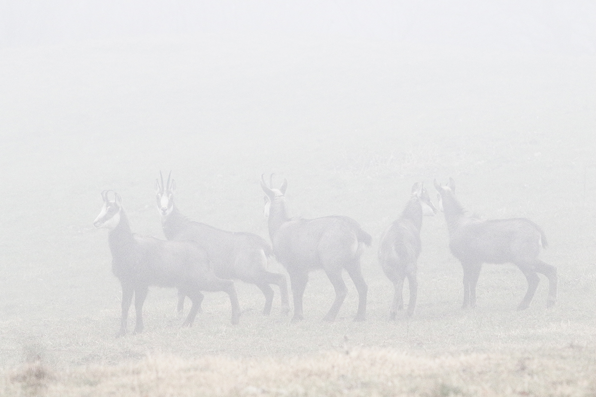 chamois jura arbez julien