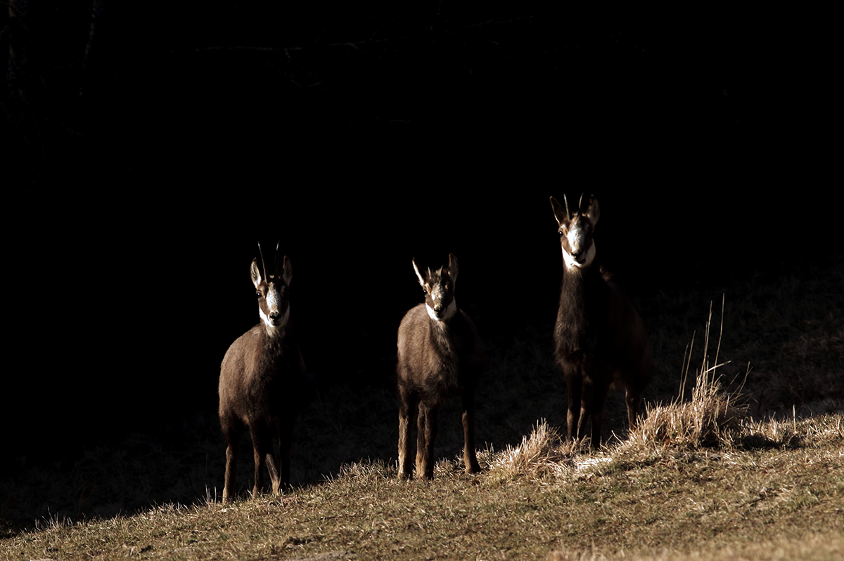 chamois jura arbez julien