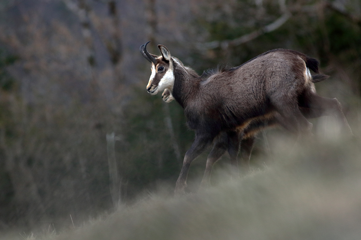 chamois jura arbez julien