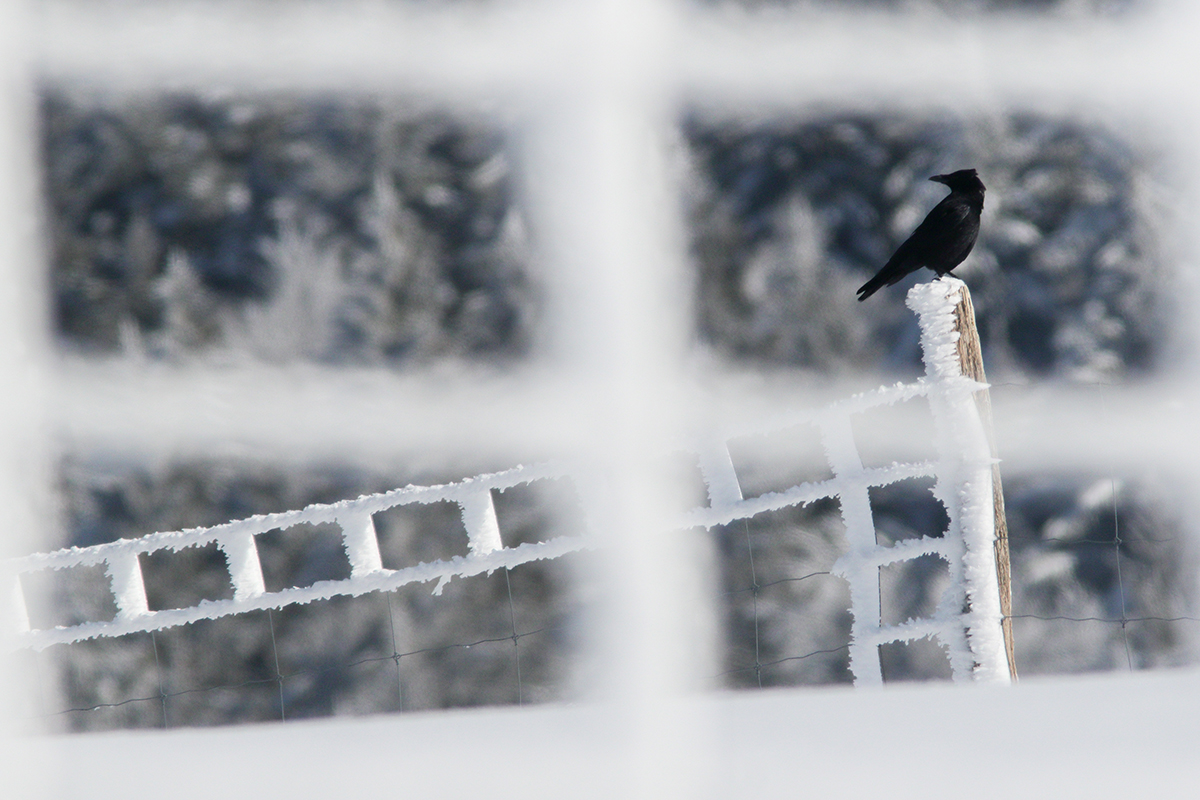 corneille givre hiver